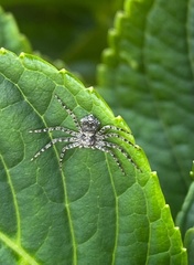 Philodromus margaritatus