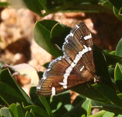 Spoladea recurvalis