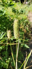 Phleum alpinum