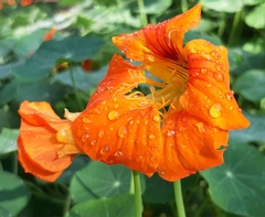 Tropaeolum majus