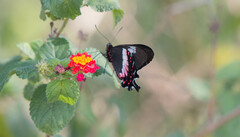 Parides ascanius