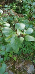 Betula glandulosa