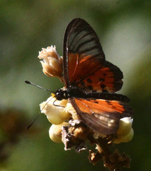 Acraea neobule
