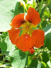 Tropaeolum majus
