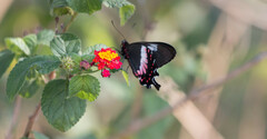 Parides ascanius