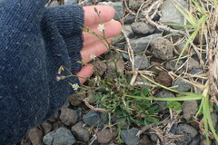 Symphyotrichum subulatum