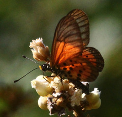Acraea neobule