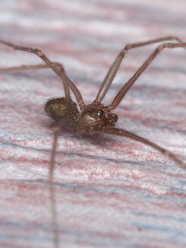 Wine Cellar Spider