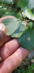 Betula glandulosa