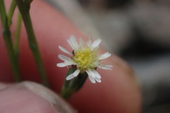 Symphyotrichum subulatum