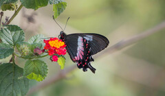 Parides ascanius