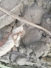 Cataclysta lemnata
