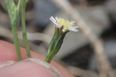 Symphyotrichum subulatum