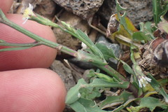 Symphyotrichum subulatum