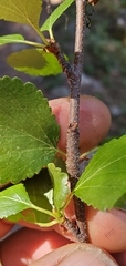 Betula glandulosa