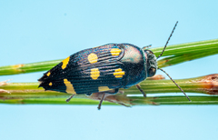 Astraeus