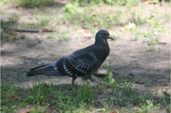 Columba livia domestica