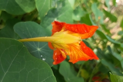Tropaeolum majus