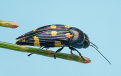 Astraeus