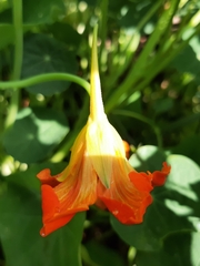 Tropaeolum majus