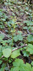 Neottia cordata