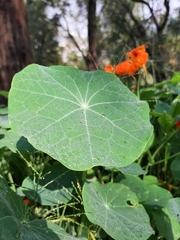Tropaeolum majus