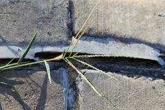Digitaria sanguinalis