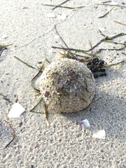 Heliocidaris erythrogramma