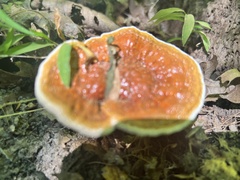 Ganoderma