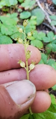 Neottia cordata