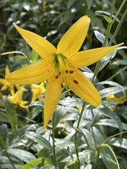 Lilium parryi