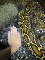 Python bivittatus