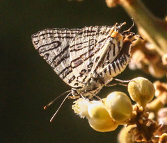 Cigaritis natalensis