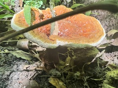 Ganoderma