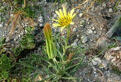 Tragopogon pratensis