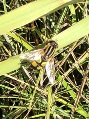 Helophilus trivittatus