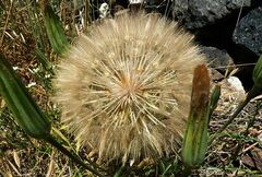 Tragopogon pratensis