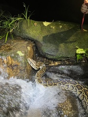 Python bivittatus
