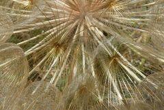 Tragopogon pratensis