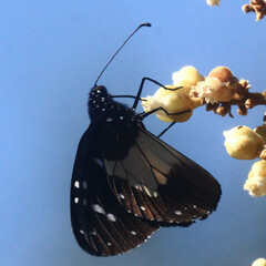 Amauris albimaculata