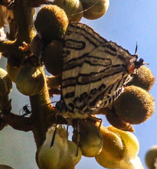 Cigaritis natalensis