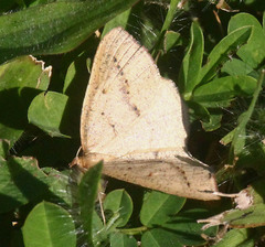 Palaeaspilates inoffensa