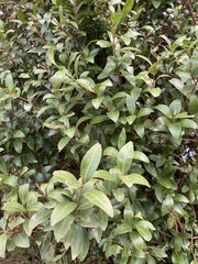 Metrosideros fulgens