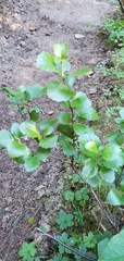 Betula glandulosa