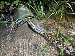 Python bivittatus