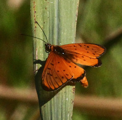 Acraea oncaea