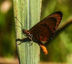 Acraea oncaea