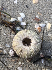 Heliocidaris erythrogramma