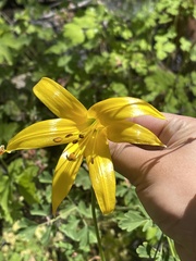 Lilium parryi