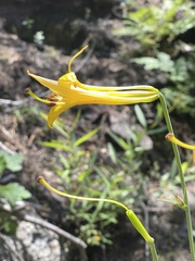 Lilium parryi